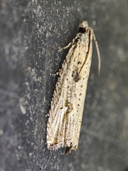 Bactra lancealana