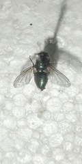 Calyptratae