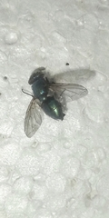 Calyptratae
