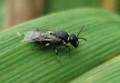 Hylaeus hyalinatus