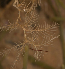 Hydrallmania falcata