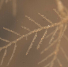 Hydrallmania falcata