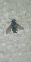 Calyptratae