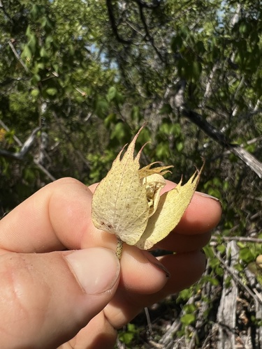 Gossypium hirsutum