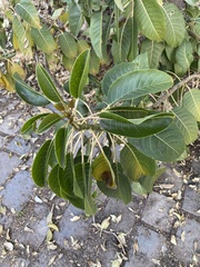 Phytolacca