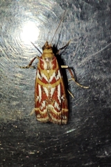 Acrobasis porphyrella