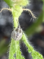 Hymenarcys nervosa