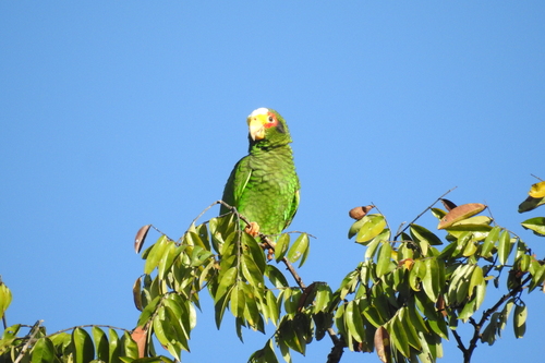 Yucatan Amazon (Amazona xantholora), photo 4