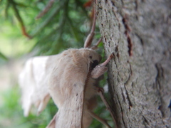 Marumba quercus