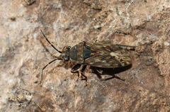 Peritrechus nubilus