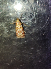 Acrobasis porphyrella