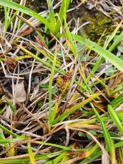 Carex rufina
