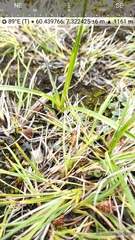 Carex rufina