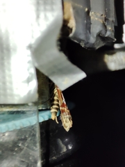 Acrobasis porphyrella