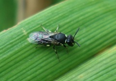 Hylaeus hyalinatus