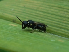 Hylaeus hyalinatus