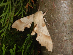 Marumba quercus