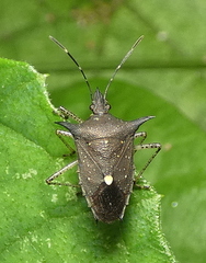 Proxys albopunctulatus