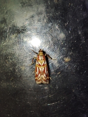 Acrobasis porphyrella