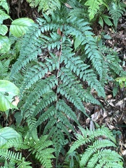 Athyrium erythropodum