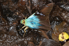 Astraptes fulgerator fulgerator