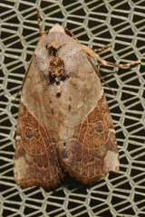 Gonodes liquida