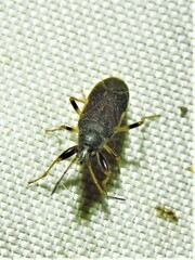 Perigenes similis