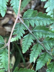 Athyrium erythropodum