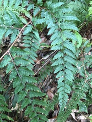 Athyrium erythropodum