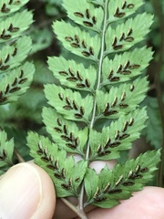 Athyrium erythropodum