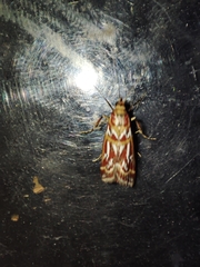 Acrobasis porphyrella