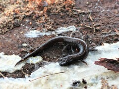 Chiropterotriton orculus