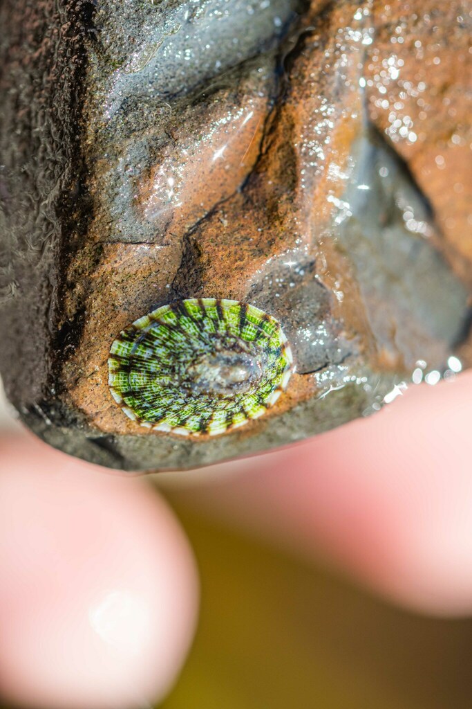 file limpet
