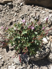 Epilobium glaberrimum