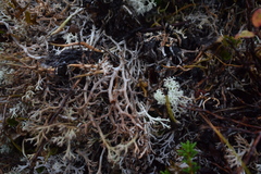 Cladonia stygia