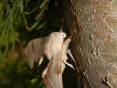 Marumba quercus