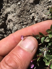 Epilobium glaberrimum