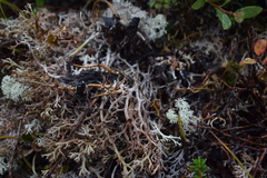 Cladonia stygia