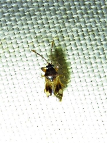 Large-spotted Seed Bug photo 4