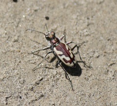 Cicindela lengi