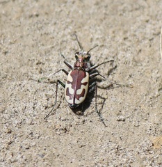 Cicindela lengi