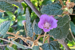 Howittia trilocularis