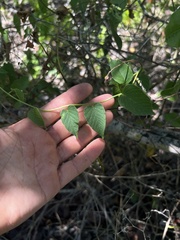 Jacquemontia pentanthos