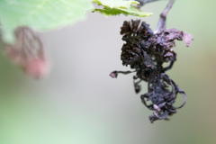 Taphrina robinsoniana