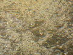 Hesperoleucus venustus