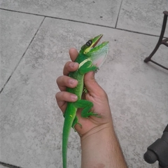Anolis equestris