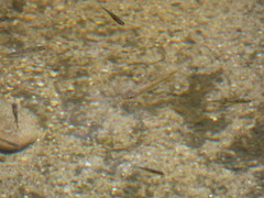 Hesperoleucus venustus