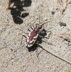 Cicindela lengi