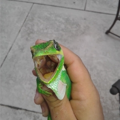Anolis equestris