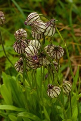 Silene uralensis
